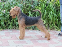 Étalon Airedale Terrier - CH. Golden sunshine du Clos de Clairdouet