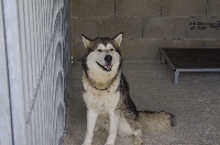 Étalon Alaskan Malamute - Gavroche Du domaine d'Era White