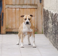 Étalon American Staffordshire Terrier - Rainfall's Kalya