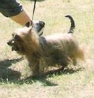 Étalon Australian Silky Terrier - CH. De Majolian Ambre-jadugo