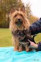 Étalon Australian Terrier - kisamba 's magic music