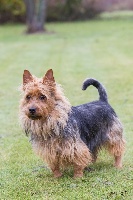 Étalon Australian Terrier - CH. Hoochinoo (Sans Affixe)
