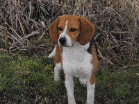 Étalon Beagle - Crufft des Mollières D' Amont