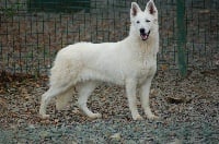 Étalon Berger Blanc Suisse - Guess du domaine du chene au loup