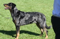 Étalon Berger de Beauce - Lanzelot Von Der Happy Horse Farm