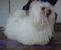 Étalon Bichon maltais - Fantastic du domaine de l'Aristochien