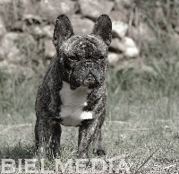 Étalon Bouledogue français - Don vito de la Rosa del Desierto