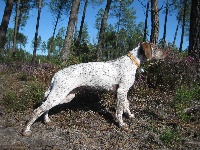 Étalon Braque du Bourbonnais - Hisca Des Cimes D'or