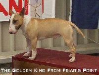Étalon Bull Terrier Miniature - The golden king from friar's point