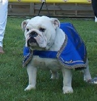 Étalon Bulldog Anglais - CH. Imelda van Trod