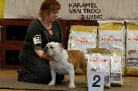 Étalon Bulldog Anglais - Karamel van Trod