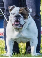 Étalon Bulldog Anglais - Ganster (je ne suis pas sa propriétaire) From Isaboss