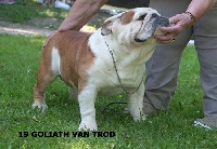 Étalon Bulldog Anglais - Goliat van Trod