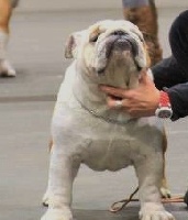 Étalon Bulldog Anglais - Kornel van Trod