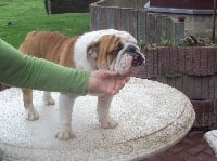 Étalon Bulldog Anglais - golden - bull Hurricane