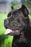 Étalon Cane Corso - C'sakura ollada arlekin