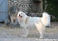 Étalon Chien de Montagne des Pyrenees - CH. Flor de loys Du pic de viscos