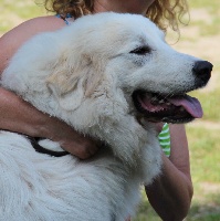Étalon Chien de Montagne des Pyrenees - Kassarah romée La Joie Blanche