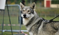 Étalon Chien-loup de Saarloos - Greywolf-gévaudan de la compagnie du loup gris
