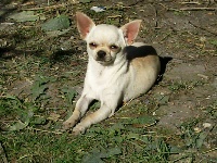 Étalon Chihuahua - Happy lisa Something Else