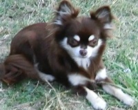 Étalon Chihuahua - E'choco d'acca -larentia