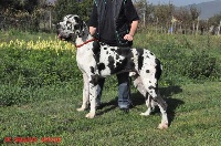 Étalon Dogue allemand - Cuvee imperiale Di Shakir House