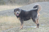 Étalon Dogue du Tibet - Iyangyal Le temple de nyima