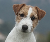 Étalon Jack Russell Terrier - Jokister Hollywood