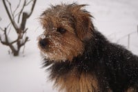 Étalon Norfolk Terrier - Essential collection de lieblingpuffe