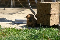 Étalon Norfolk Terrier - Passion Pet Galadriel