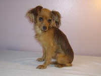 Étalon Russkiy Toy (Petit Chien Russe) - Gabbana saule mano