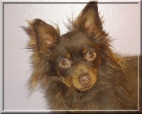 Étalon Russkiy Toy (Petit Chien Russe) - magus-toy Gucci