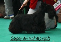 Étalon Scottish Terrier - Gaspar du Mat des Oyats