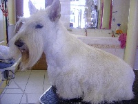 Étalon Scottish Terrier - CH. Drag queen du Moulin de Mac Grégor