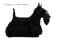 Étalon Scottish Terrier - CH. sirkiss Special vintage