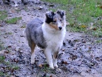 Étalon Shetland Sheepdog - Hisis blue De la combe berail