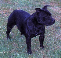 Étalon Staffordshire Bull Terrier - Stafford Connection Charline