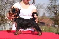 Étalon Yorkshire Terrier - castel d'argent Ginger