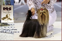 Étalon Yorkshire Terrier - kendos kiss Jameela