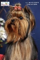 Étalon Yorkshire Terrier - magic silk Magesty