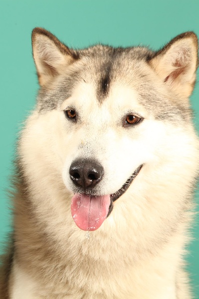 Gold and silver of Greystone Shadow