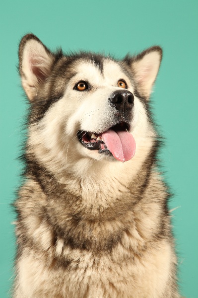 Fleur Angels Of The Ices