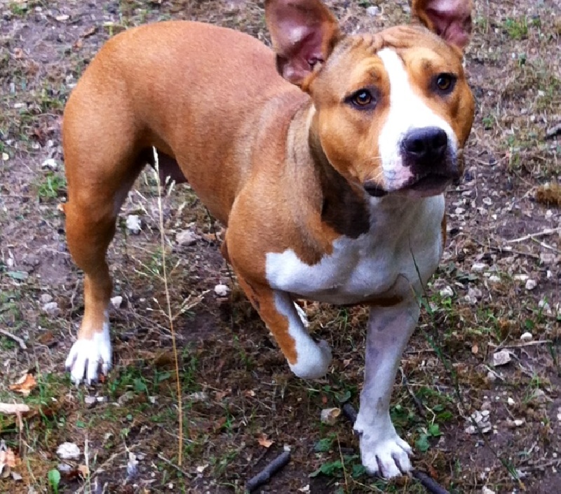 Publication : Du Royaume D'Anubis