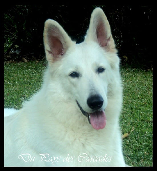 Publication : Du Pays Des Cascades Auteur : Anne Sophie Morin