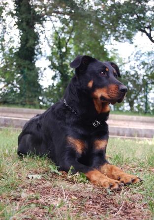 CH. Dixie Des alexines