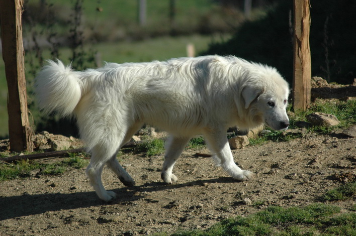 Giovanni de Romatomé