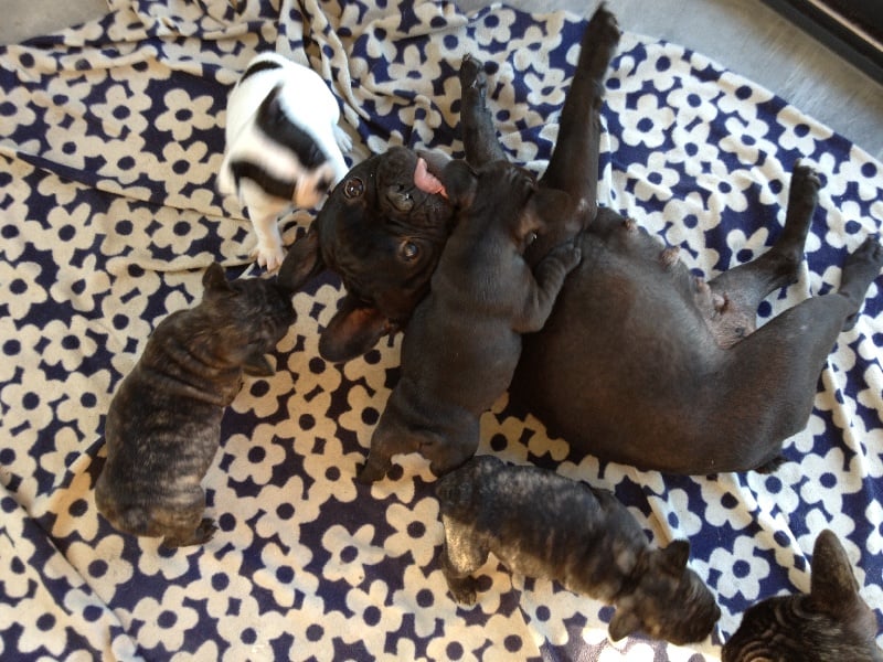 Brazilia (Sans Affixe)