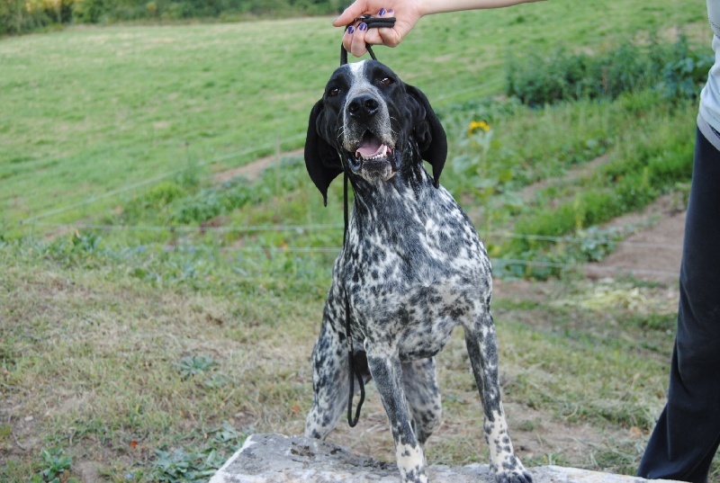 Fizz des hauts de rouillac