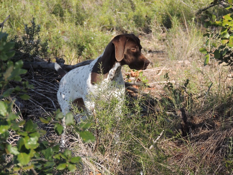 Publication : La Fuente Del Braco Auteur : Louis Navarro