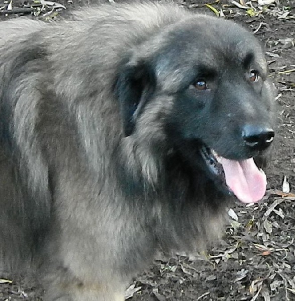 CH. Dragao lendario Da quinta de san fernando